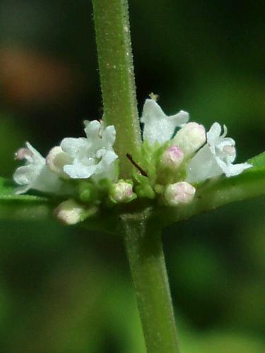 Northern Water-horehound (Lycopus uniflorus)