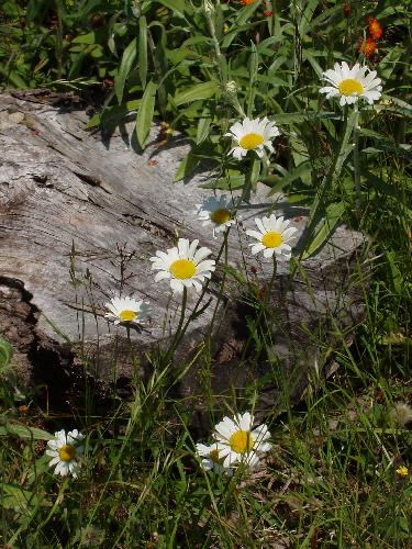 daisies