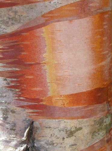 White Birch bark on Mount Whiteface in New Hampshire