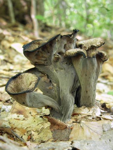 Blue Chanterelle