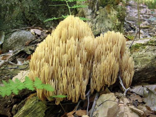 Straight-branched Coral