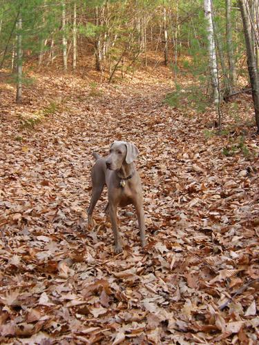 dog on the trail to Whiteface Mountain in New Hampshire