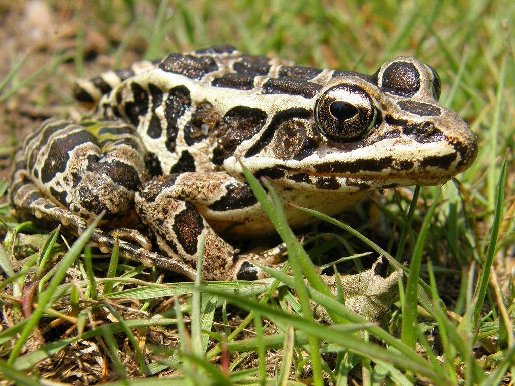 Pickerel Frog (Rana palustris) in June on Whiteface Mountain near Lake Winnipesaukee in New Hampshire