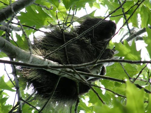 Porcupine