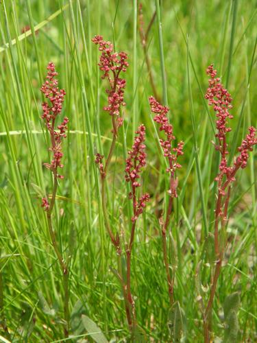 Smartweed flowers