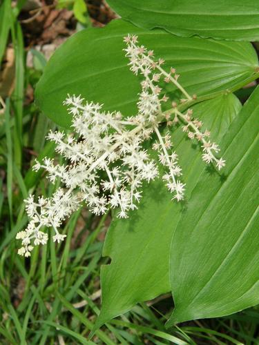 False Solomon's Seal flower