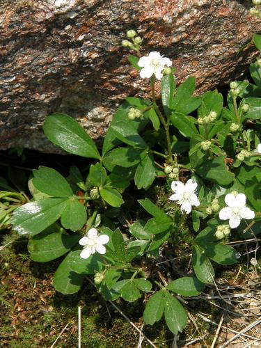 Three-toothed Cinquefoil flowers