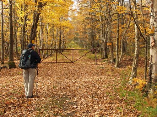 golden fall foliage at the start of the Beaver Meadow Trail to Whiteface Mountain in northern Vermont