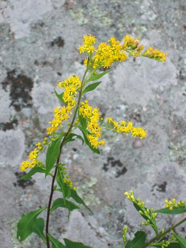 Rough-stemmed Goldenrod flower