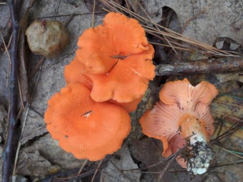 Cinnabar Chanterelle at White Pond Reservation in eastern Massachusetts