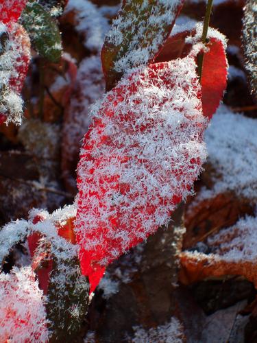 snow crystals