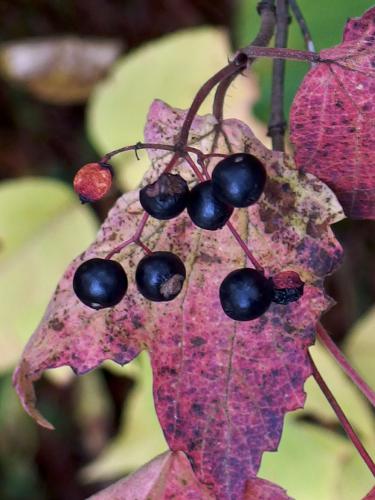 Mapleleaf Viburnum (Viburnum acerifolium) in fruit in October at Whitten Woods in New Hampshire