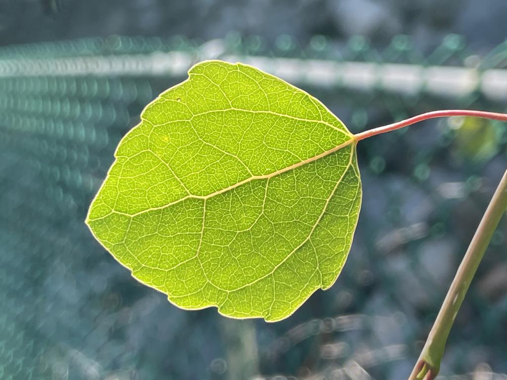 backlit leaf in May at Wildcat Falls in southern New Hampshire