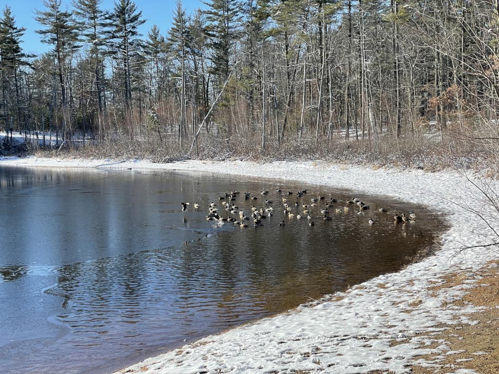 ducks in December at Willand Pond Trail in southeast New Hampshire