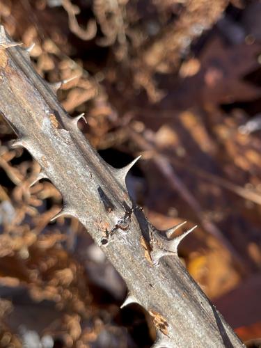 thorns in October at Willard Mountain in New Hampshire