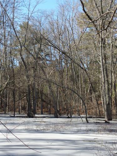 frozen swamp water at Willowdale State Forest in northeastern Massachusetts