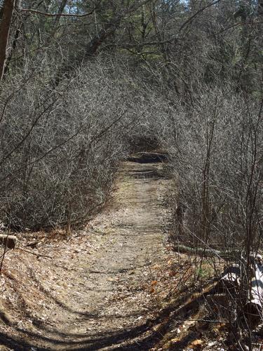 trail at Willowdale State Forest in northeastern Massachusetts