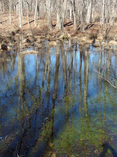 swampy water at Willowdale State Forest in northeastern Massachusetts