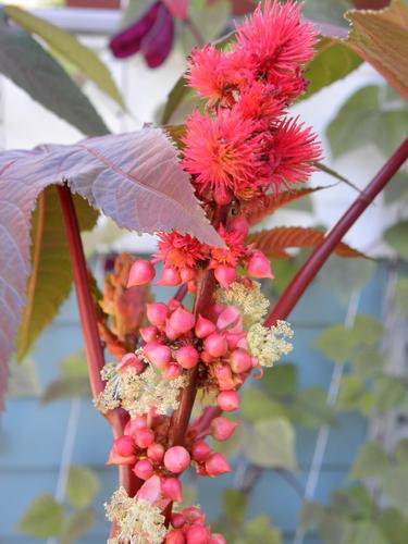 Castor Bean (Ricinus communis)