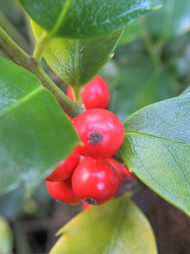 European Holly