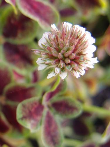 White Clover