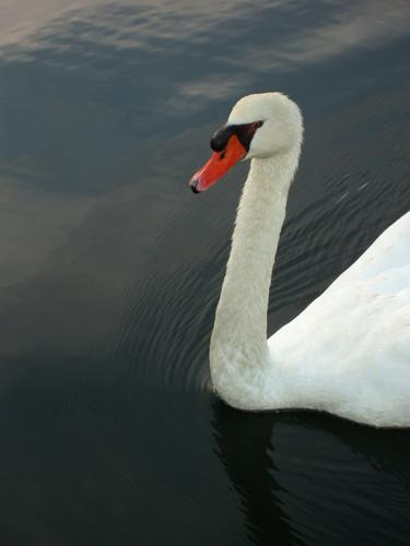 Mute Swan