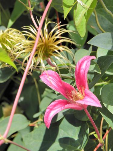 Texas Leatherflower