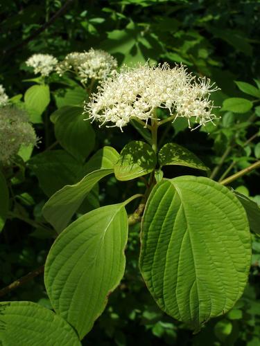 Alternate-leaved Dogwood