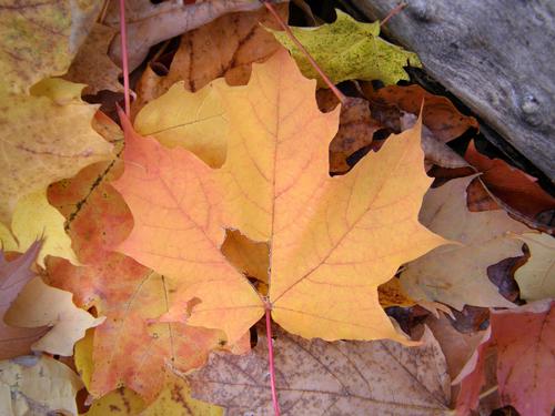 orange maple leaf