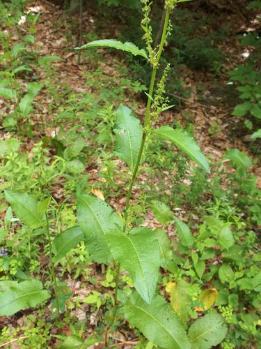 Bitter Dock (Rumex obtusifolius) beside the trail to Winn Mountain in New Hampshire