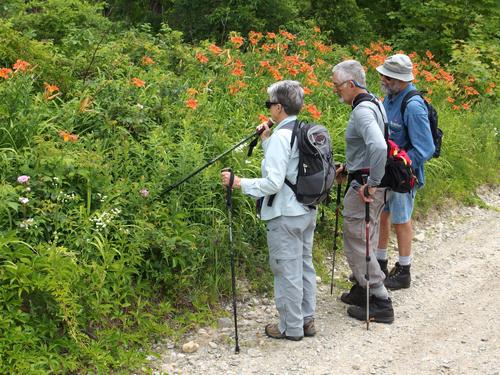 hikers check out flowers on a hike to Winn Mountain in New Hampshire