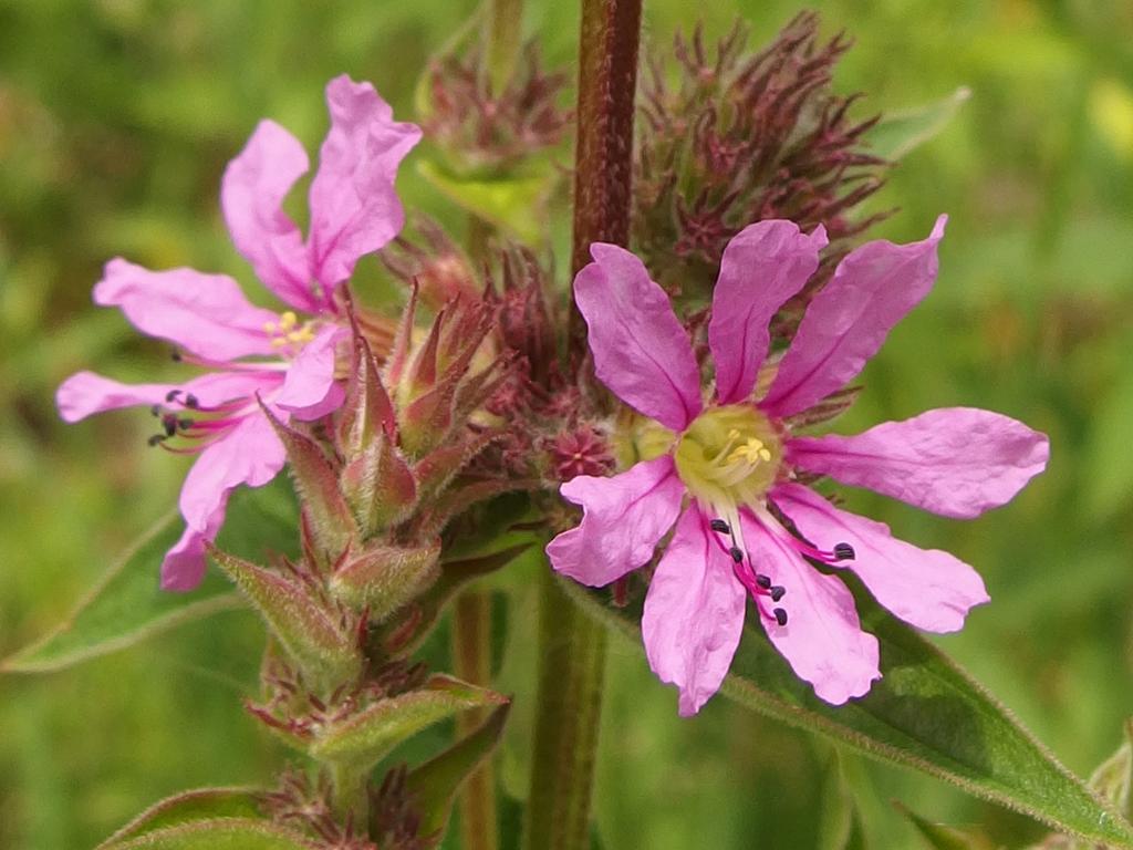 Purple Loosestrife (Lythrum salicaria) in June beside the trail to Winn Mountain in southern New Hampshire