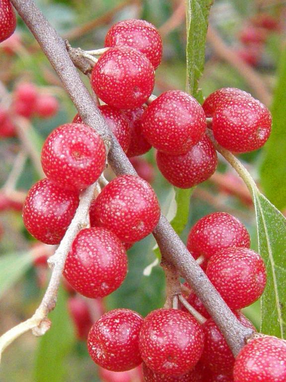 Autumn Olive (Elaeagnus umbellata)