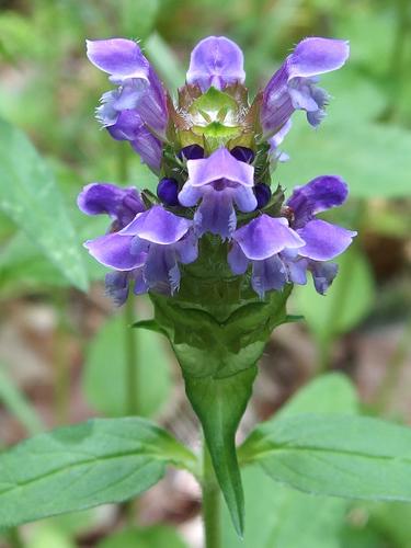 Heal-all (Prunella vulgaris) beside the trail to Winn Mountain in New Hampshire