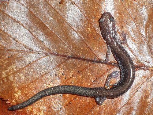 Northern Dusky Salamander