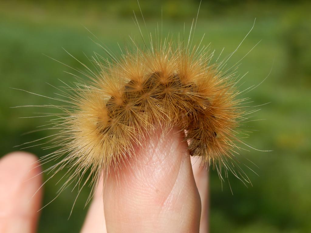 Yellow Bear -- caterpillar of Virginian Tiger Moth (Spilosoma virginica)