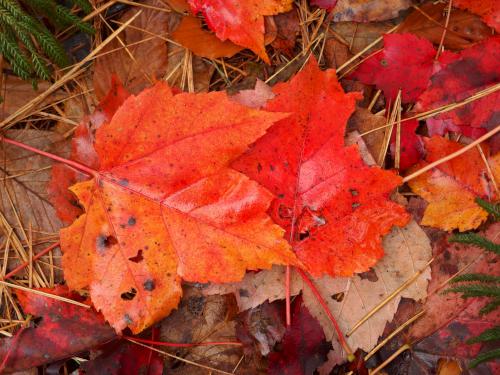 bright leaves in late October at Wolf Den Hill in Leominster State Forest MA