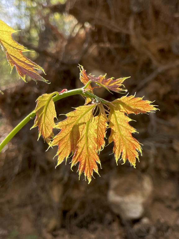 Oak branchlet in May at Wolfe's Neck Woods near Freeport in southern Maine