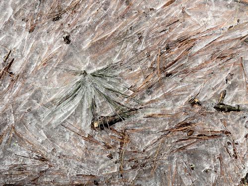 pine-needle art