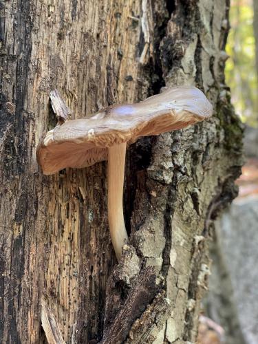 mushroom in October at Woodlock Trail in southern NH