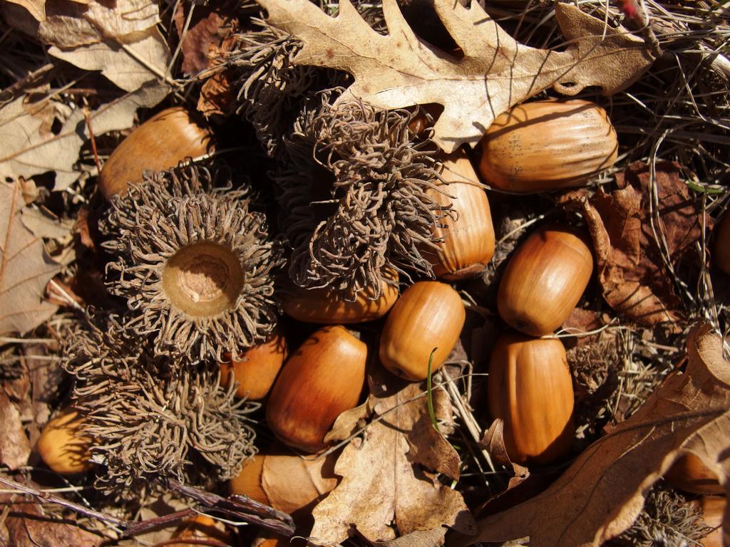 acorns in April from an exotic oak tree, perhaps Valonia Oak (Quercus aegilops), at World's End in eastern Massachusetts