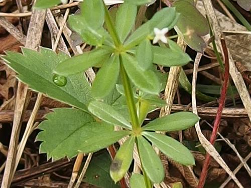 Sweet Bedstraw (Galium triflorum) at Worth Mountain in the Green Mountains of northern Vermont