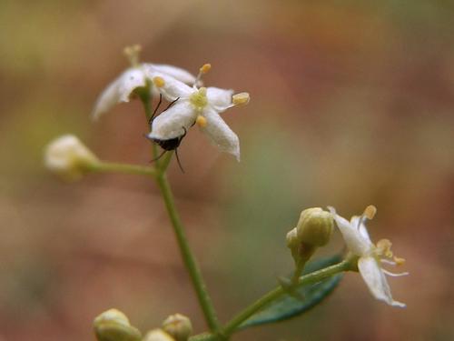 Sweet Bedstraw