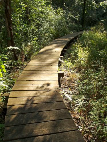 boardwalk at Wright Reservation near Chelmsford in northeast MA