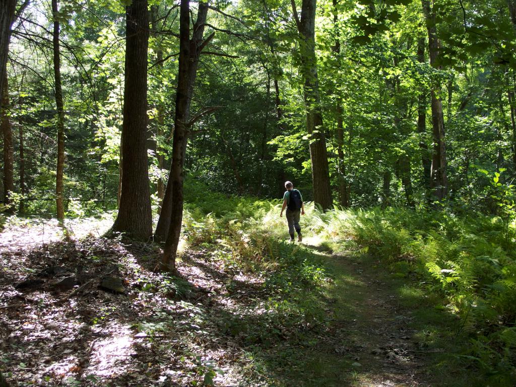 Andee in September hiking the trail at Wright Reservation near Chelmsford in northeast MA