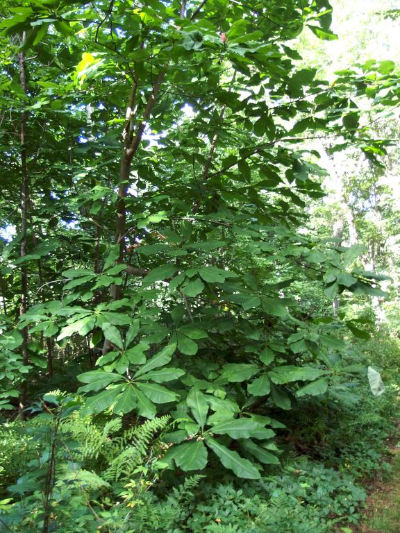 Umbrella Tree (Magnolia tripetala) in September at Wright Reservation near Chelmsford in northeast MA