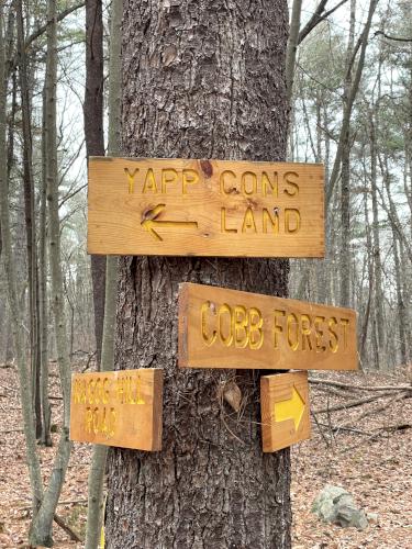 trail junction in December at Yapp Conservation Land in northeast Massachusetts