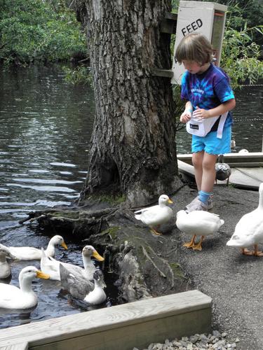 visitor feeding the ducks at York's Wild Kingdom in Maine