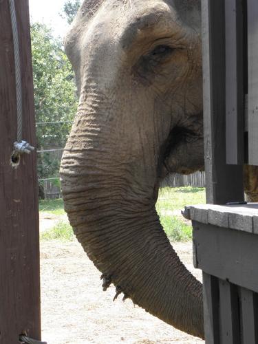 Elephant at York's Wild Kingdom in Maine