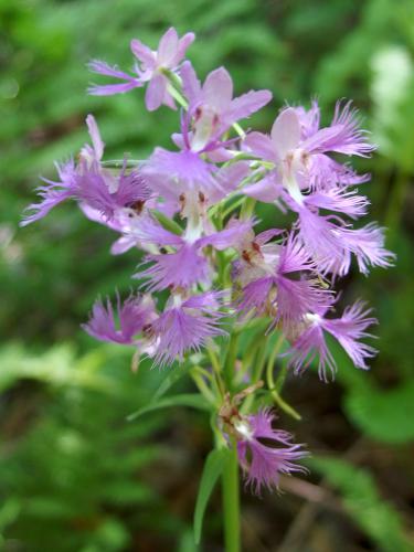 Fringed Orchis on Ben Young Hill in northern New Hampshire